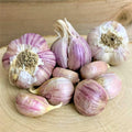 Garlic Bulbs for Planting Garden, Pack 4 Bulbs, Garlic Bulbs for Planting Hardneck Softneck Garlic Seeds