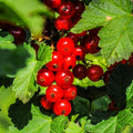 Red Currant Plant Live Well Rooted, 1 Year Large Bare Root, Red Currant Bush Live Plant 5-9 Inch Height, Currant Berries