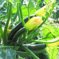 2 Zucchini Plants Live Seedlings, 4 Inches Pot, Live Squash Plants from 3 to 6 Inches Tall