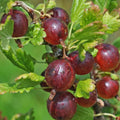 Jeanne Gooseberry Plant Live for Planting, Gooseberry Bush Live Plant 5 to 9 Inch Height, Gooseberry Fruit Tree