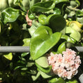 Hindu Rope Plant, Hoya Plant, Starter Plant in 3 Inches Pot, House Plant