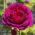 Climbing Roses Live Plant, Climbing Rose Plant Live, 5 to 7'' Tall, Fragrant Flower Bush Plants for Gardening (Purple)