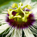 Passion Flower Plant for Planting, 4" Pot, White Blue Passion Flower Vine Tree Indoors Outdoors