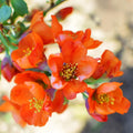 Quince Flowering Tree Live Plant, Double Orange Quince Flower Plant Live, 4 Inc Potted Shrub Bush Plant