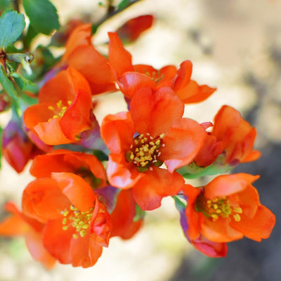 Quince Flowering Tree Live Plant, Double Orange Quince Flower Plant Live, 4 Inc Potted Shrub Bush Plant