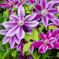 Clematis Vine Plant Live for Planting, Pink Clematis Plant Live in 2.5 Inches Pot, Clematis Flowers Perennial