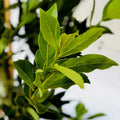 Bay Laurel Plant Tree Live, Laurus Nobilis Bay Leaf Trees, Sweet Bay Laurel Tree, 5-9" Tall, No Pot