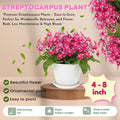 Strawberry Ice Streptocarpus Plant Live, Ladyslipper Primrose Flowering Houseplant in 3.25 Inch Pot, Indoor Blooming Plants for Planting, 4-8 Inches