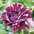 Purple White Stripe Climbing Rose Live Plant, Can Grow As Rose Bushes Shrubs, Fragrant Ready to Plant, Starter Size, 5 to 10 Inc Tall, Dormant in Winter