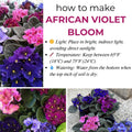 01 Random African Violet Plants Live in Pot, 01 Flowering Violets Indoor Outdoor Blooming, Vibrant Color Houseplant Décor Year-Round