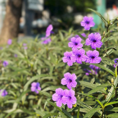 Mexican Petunias Live Plants, Purple Mexican Petunia Plant Live in 4" Pot, Starter Plant from 3 to 5 Inches Height, Vibrant Shrub for Outdoor Garden