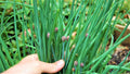 10 Chives Plants Live for Planting Outdoors, Well Rooted, Heirloom Chives Leek Plant
