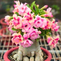 Desert Rose Live Plant, Adenium Desert Rose 4-8'' Tall, Hardy Flowering Succulent for Indoor Outdoor Gardens (Pink Flowers)