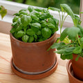 Sweet Basil Live Plant, Live Basil Herb Plant, Ready to Grow Indoor Outdoor, Well Rooted Herbs 3-5 Inches Tall