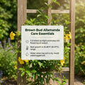 Set 2 Brown Bud Allamanda Plants Live, 4-6 Inc Tall, Tropical Flowering Shrub, Yellow Blooms, Allamanda Plant for Patio, Trellis or Outdoor Garden