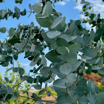 Set 2 Baby Blue Eucalyptus Live Plants, Live Eucalyptus Plants, Eucalyptus Plants Live, Live Eucalyptus Trees, Live Eucalyptus Plant Indoor, 4 to 7 Inc Tall