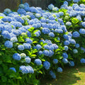 Blue Hydrangea Plant Live, 6 Inc to 12 Inc Tall, Shrub Bush Plant Tree for Garden
