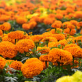 Bright Orange Marigold Plants Live, Marigold Flowering Plant 3-5'' Tall, 2 Plants per Pot, Zones 9-11