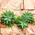 Live Green Foxtail Agave Plant 1 Year Old in 4" Pot, 7-8 Inches in Tall, Live Succulent Perennial Indoor Outdoor Growing