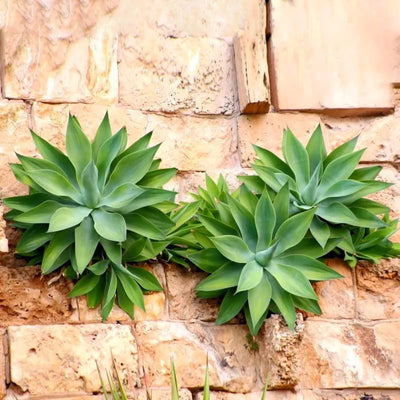 Large Green Foxtail Agave Live Plant, 1 Year Old Perennial Live Succulent in 4" Pot, 7-8 Inches in Tall, Indoor Outdoor Planting