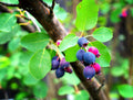 Serviceberry Plant Live for Planting, Serviceberry Bush Shrub 6 to 12 Inc Tall, Edible Berry Fruits Ready to Grow Your Garden