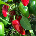 Serrano Pepper Plant Live in 2.5 Inch Pot for Planting Outdoor