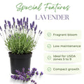 Lavender Plant Live, Blue Lavender Plant Live Indoor Outdoor, Vibrant Bloom, 8 to 10 Inc Tall, Quart Pot, Fragrant Lavandula Seedling for Patio and Container