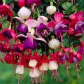 2 Mix Fuchsia Plants Live, Hardy Fuchsia Flower for Hanging Baskets and Containers, Plugs 3-5" Tall