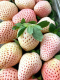 White Carolina Pineberry Plants 10 Roots Bareroot Pineapple Strawberry Flavor, Delicious