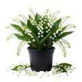 Set 6 Pips White Lily of the Valley Roots, Lily of the Valley Live Plant, White Flower Blooms for Growing