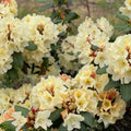 Big 1 Gallon Yellow to White Or Apricot Rhododendron Plants Live, 1-3 Years Old Azalea Plants Live Shrubs Bushes for Planting, Very Well Rooted
