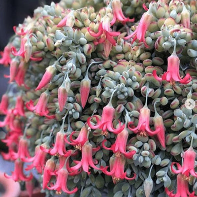 Cotyledon Pendens Succulent Plant 4 Inch Pot, Trailing Succulent Houseplant