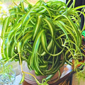 Curly Spider Plant Live 4 Inch Pot, Trailing Spider Vine Houseplant Live Indoor Planting (Green Spider)