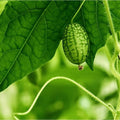 2 Cucamelon Plants Live, 4 Inches Pot, Live Cucamelon Plants from 3 to 5 Inches Long, Cucamelon Starter Plants, Cucamelon Live Plants for Garden, High Yield