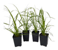 4 Pink Pampas Grass Plants Live for Planting, 2.5" Pot, Potted Pampas Grass Live Plants Shrub Indoors Outdoors