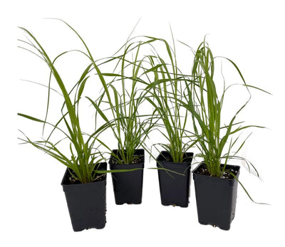 4 Pink Pampas Grass Plants Live for Planting, 2.5" Pot, Potted Pampas Grass Live Plants Shrub Indoors Outdoors