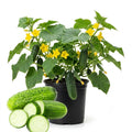 Set 2 Green Cucumber Plants Live, 4-7'' Tall, Vine Vegetable Plant Starter