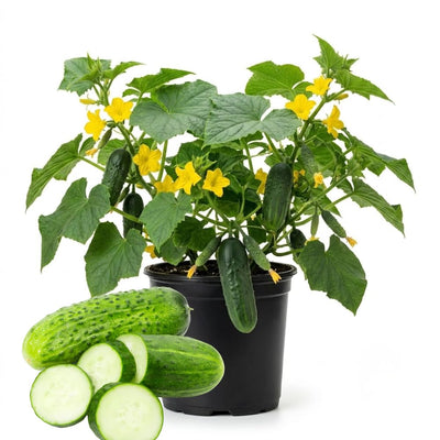 Set 2 Green Cucumber Plants Live, 4-7'' Tall, Vine Vegetable Plant Starter