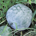 Round Wax Gourd Plant, 4-6" Live Winter Melon Plant in 4 Inch Pot, Squash Gourd Plants Live for Planting Outdoor Garden