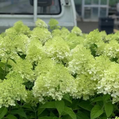 Hydrangea Plant Pot, Hydrangea Tree Live Plant, Hydrangea Live Plant, 6 to 12 Inches Tall (Lime)