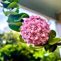 Hoya Plant Live Houseplants, Hoya Live Plant, in 4" Pot, Hoya Hindu Rope