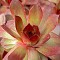 1 Hens and Chicks Succulent Plants Live Outdoor 2.5 Inch Container, Ornamental Hens & Chicks Plant Live Houseplant to Grow