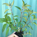 Red Pineapple Sage Live Plant, Red Salvia Plant Live Herb for Grow Indoors Outdoor in 3 Inch Pot