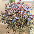 Tradescantia Plant, Silver Wandering Jew Plant Live in 2.5 Inches Pot, Live House Plant