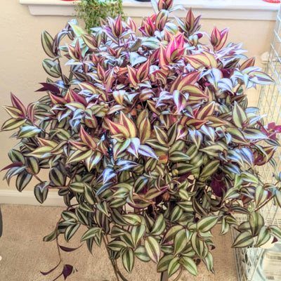Tradescantia Plant, Silver Wandering Jew Plant Live in 2.5 Inches Pot, Live House Plant