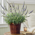 4 Lavender Plants Live Outdoor Indoor, Cold Hardy Fragrant Perennial Herb for Garden and Landscape, 4-8 Inch Tall (Blue Lavender)
