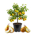 Pear Tree Live Plant, Pear Plant, 10-18 Inc Tall