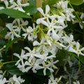 2 Star Jasmine Live Plants, Blooming Jasmine Plants Live, 5 to 7 Inc Height, Fragrant Flower Plant