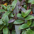 Green Tradescantia Live Plant 2.5 Inches Pot, House Plant, Trailing Plant Live