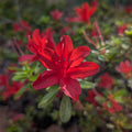 Red Azalea Plant Live, Cold Hardy Azalea Plant, Hardy Flowering Shrub for Outdoor Planting, 4-7 Inches Tall in 4'' Pot